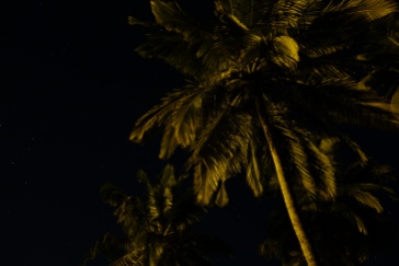 Starkly palm trees of Goa