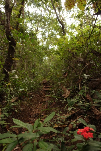 Exploring old tracks in the lush jungle