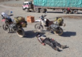 Dead Lottie after a week in Mongolia